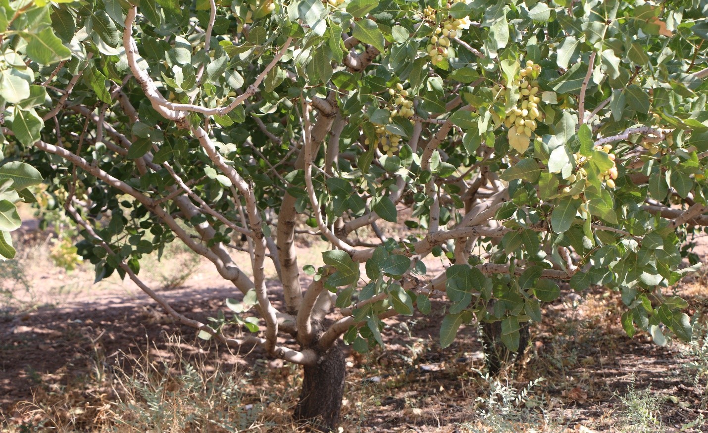جابجایی درختان پسته از ارزوئیه به باغین