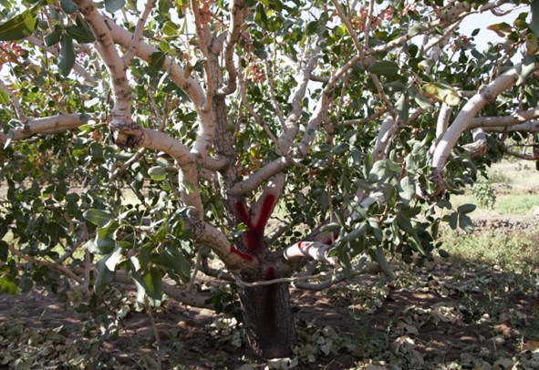 جابجایی درختان پسته رقم فروتنی در حمیدآباد نوق