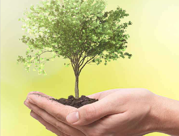 جابجایی درختان پسته