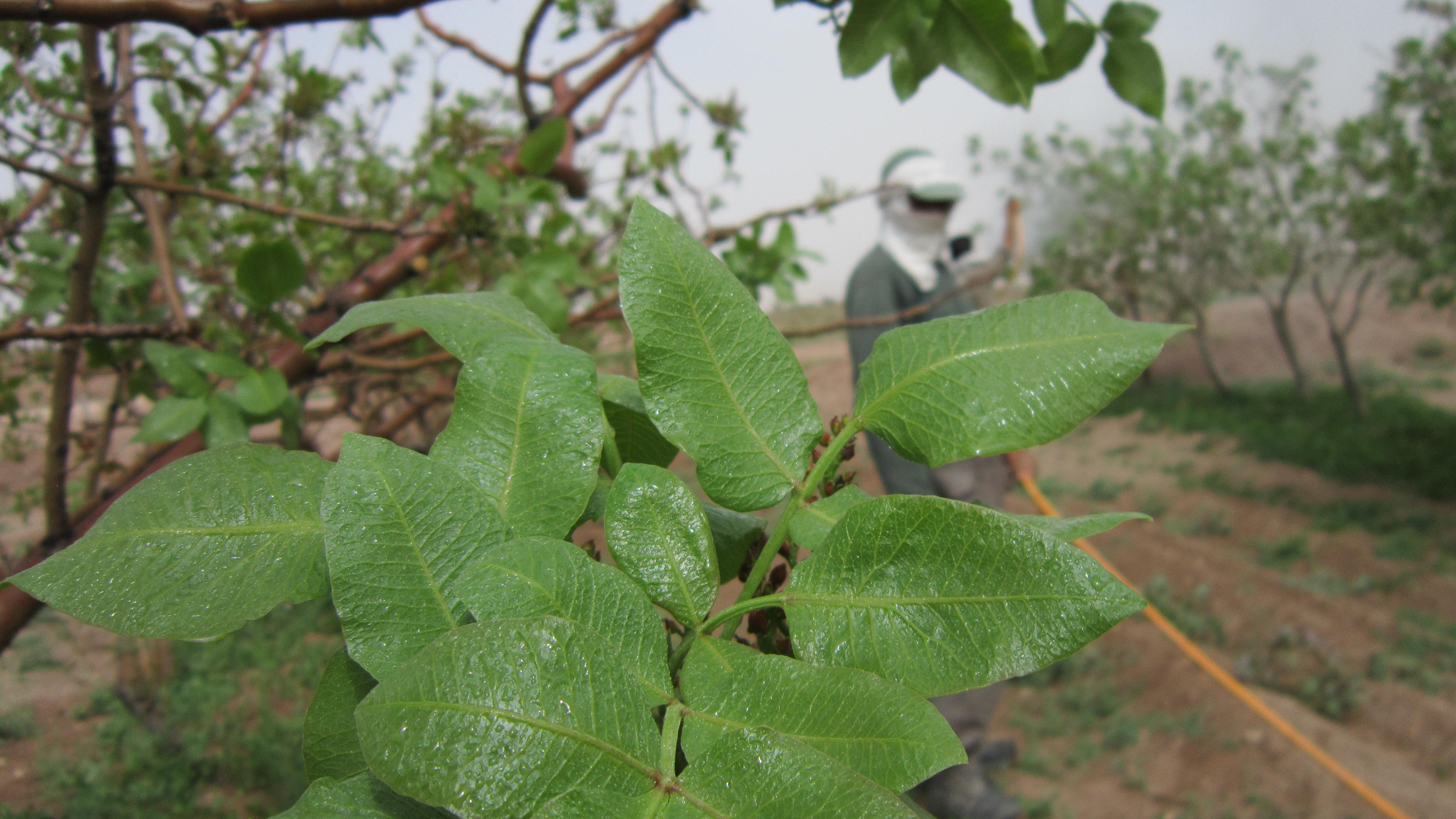 باقیمانده سموم در پسته و راه حل ها