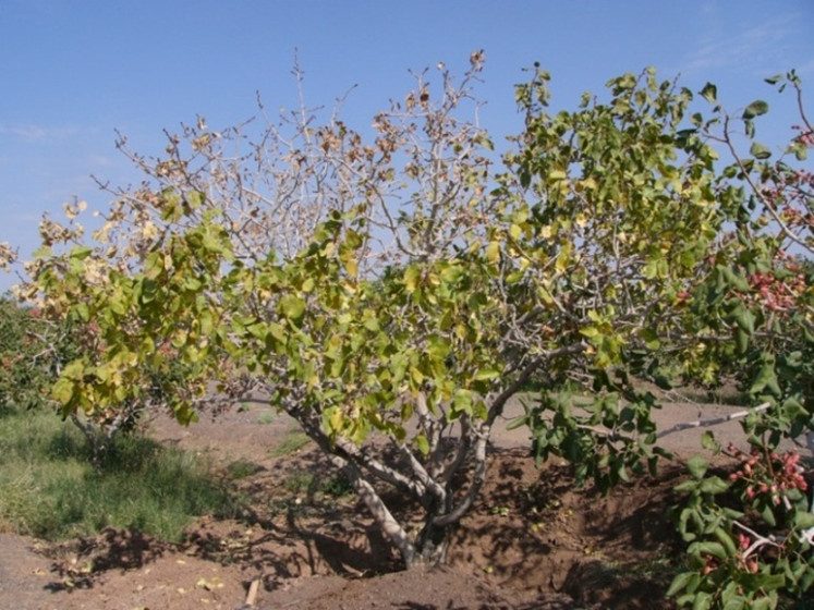 بیماری سوختگی آلترناریایی پسته