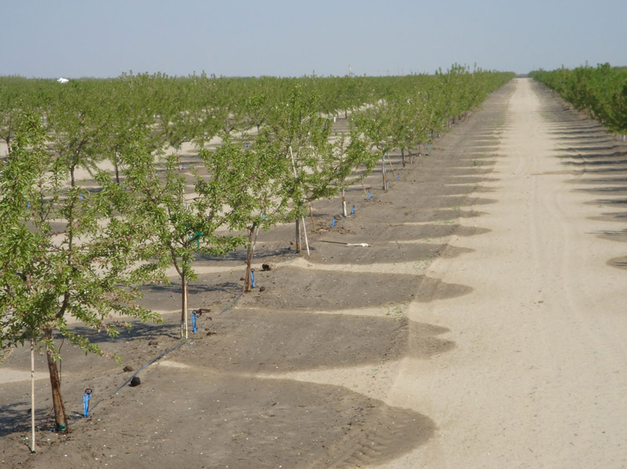 اصلاح خاک‌های شور و سدیمی باغات پسته 