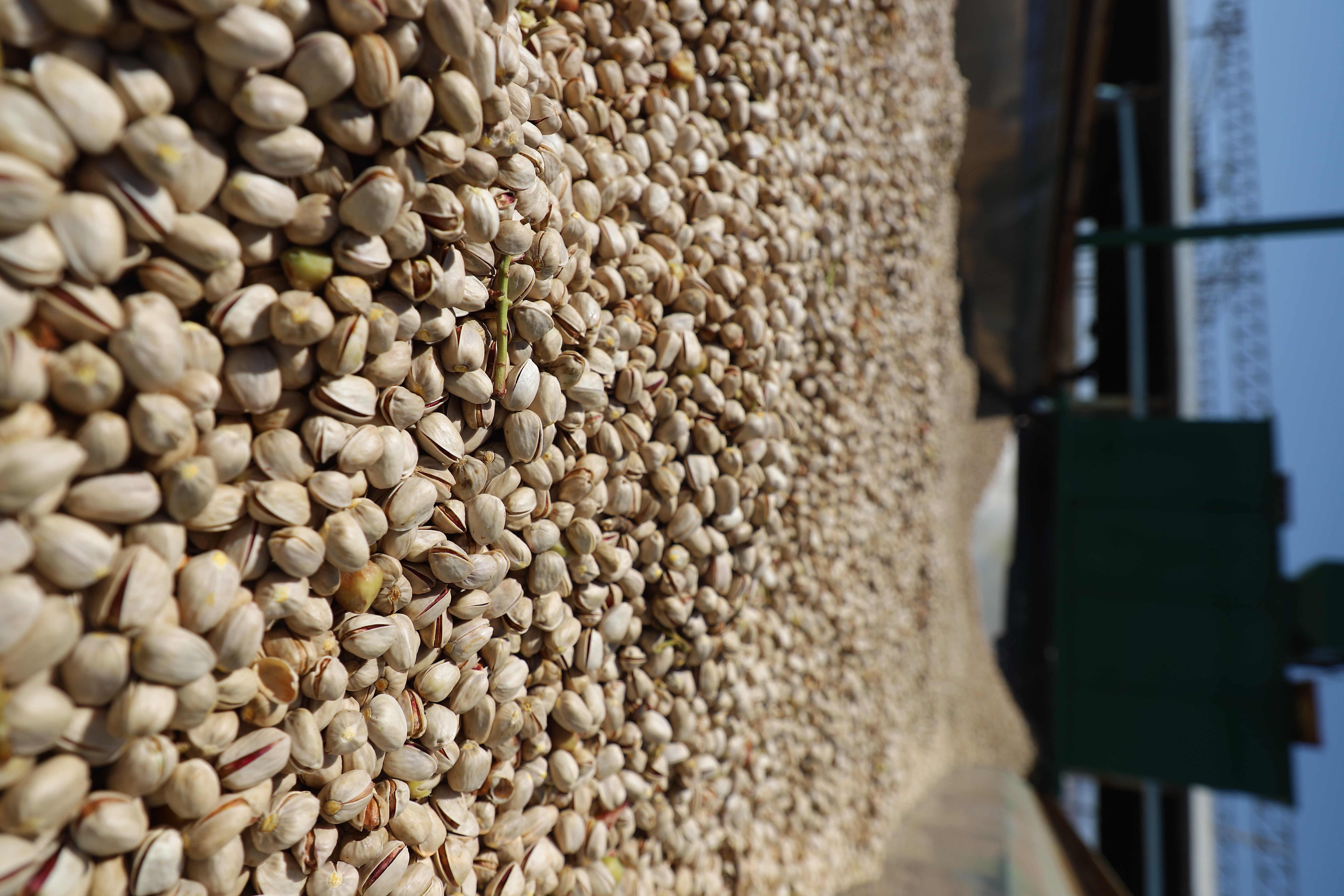 تخمین تولید 200 هزار تن پسته خشک در سال 1403