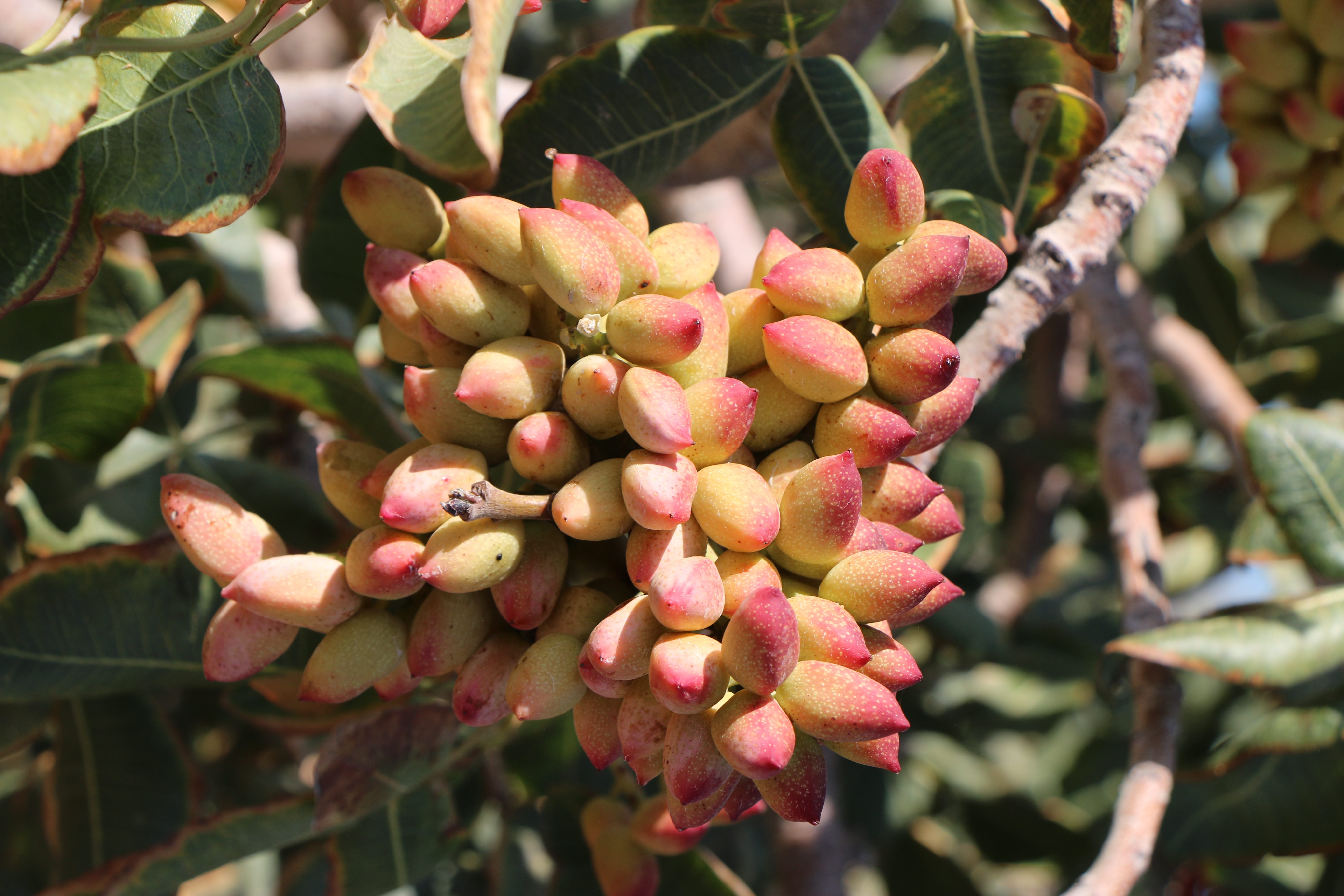 پیش‌رس کردن محصول درختان پسته