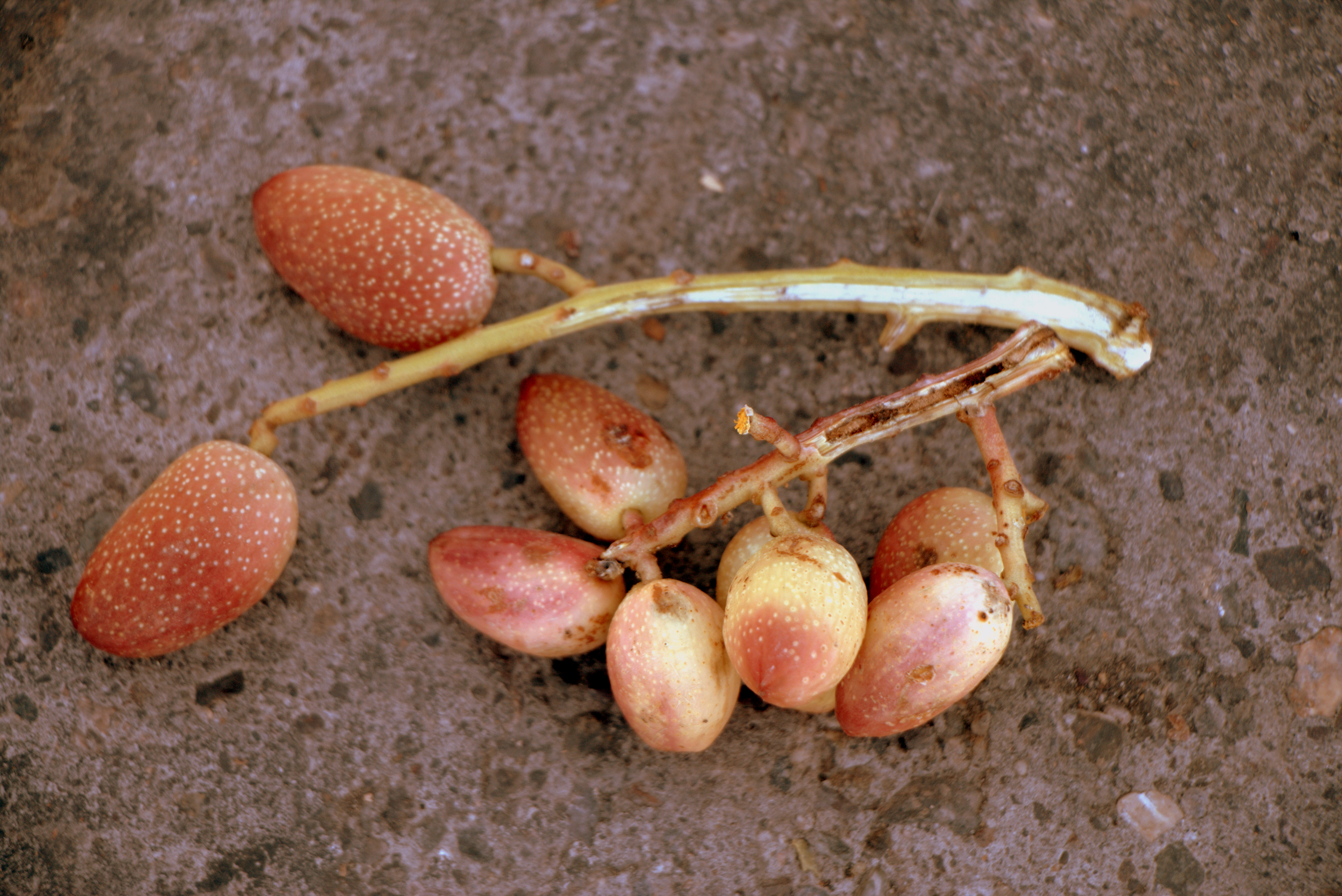 آماربرداری خسارت چوبخوار در زمان برداشت