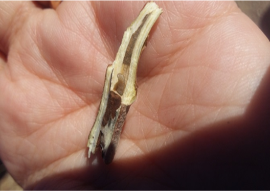 آماربرداری خسارت چوبخوار در زمان برداشت