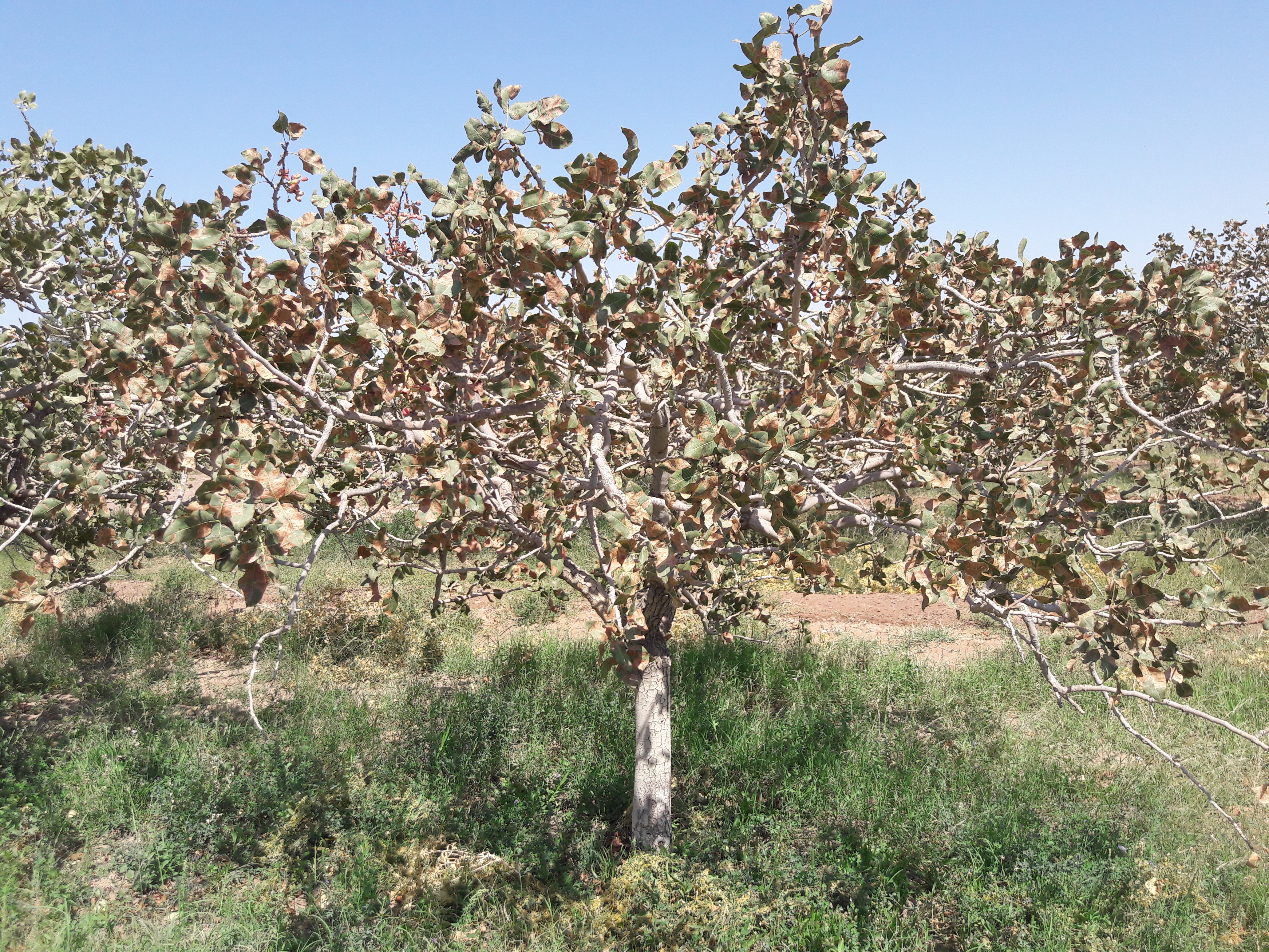 توصیه های فنی به باغداران پسته در تابستان پیش رو