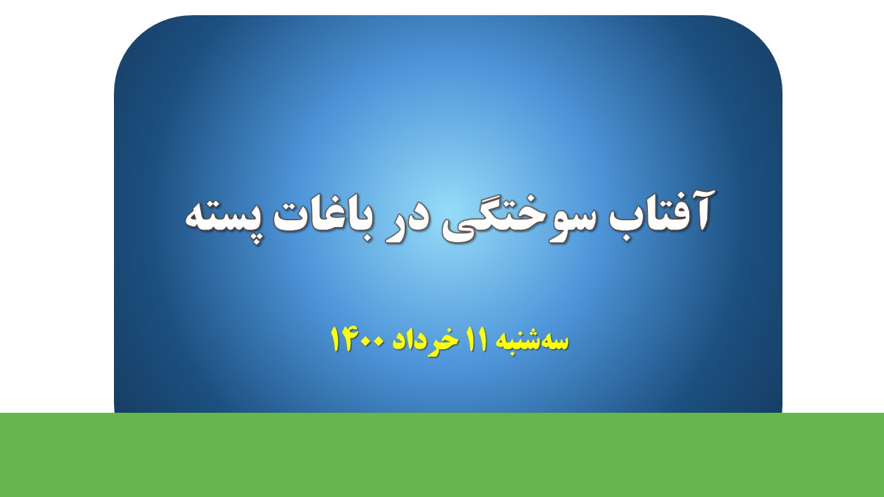 آفتاب‌سوختگی در باغات پسته