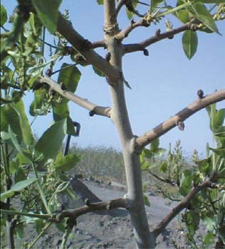 ashnayi