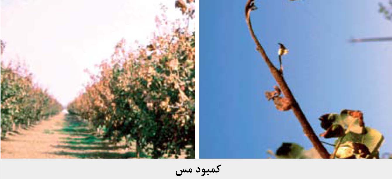 3 copy
